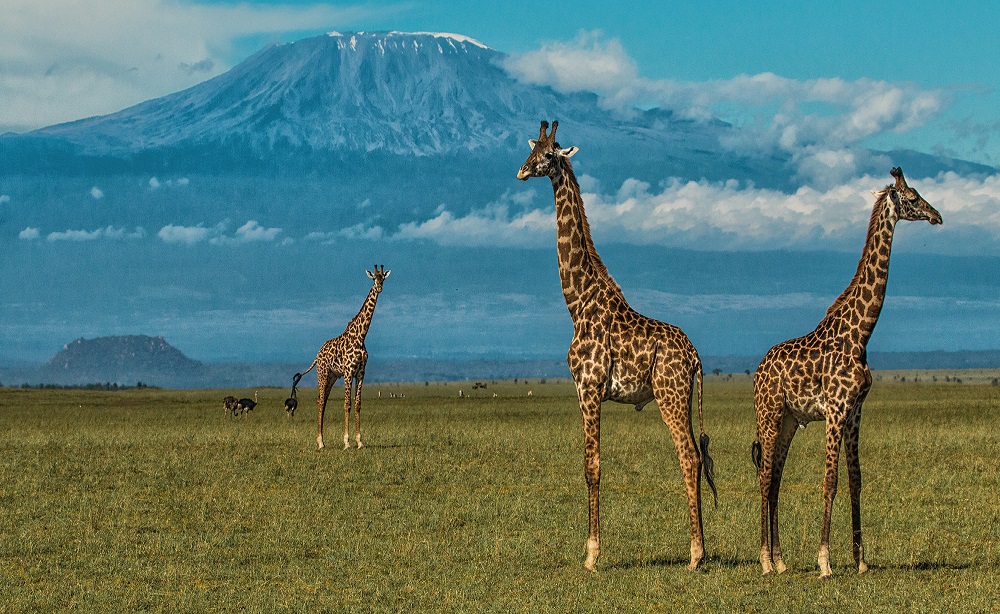 Amboseli-National-Park-1000x614