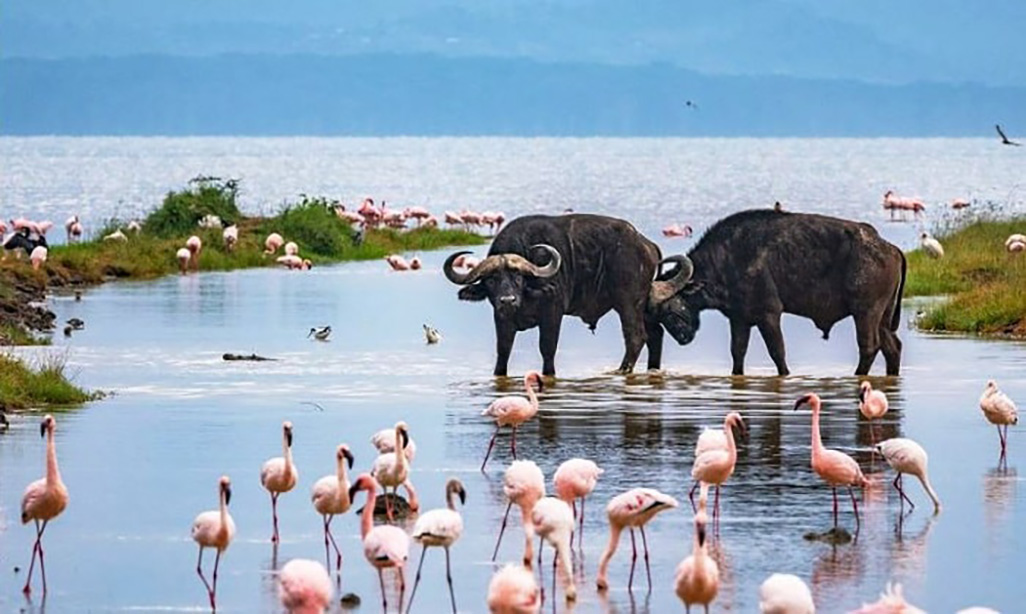 Lake-Nakuru-National-Park-1000x614