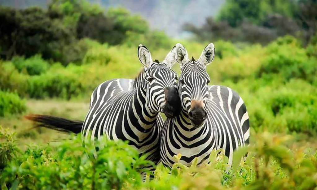 images-lake-mburo