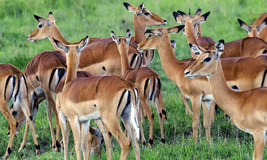 images-lake-mburo1