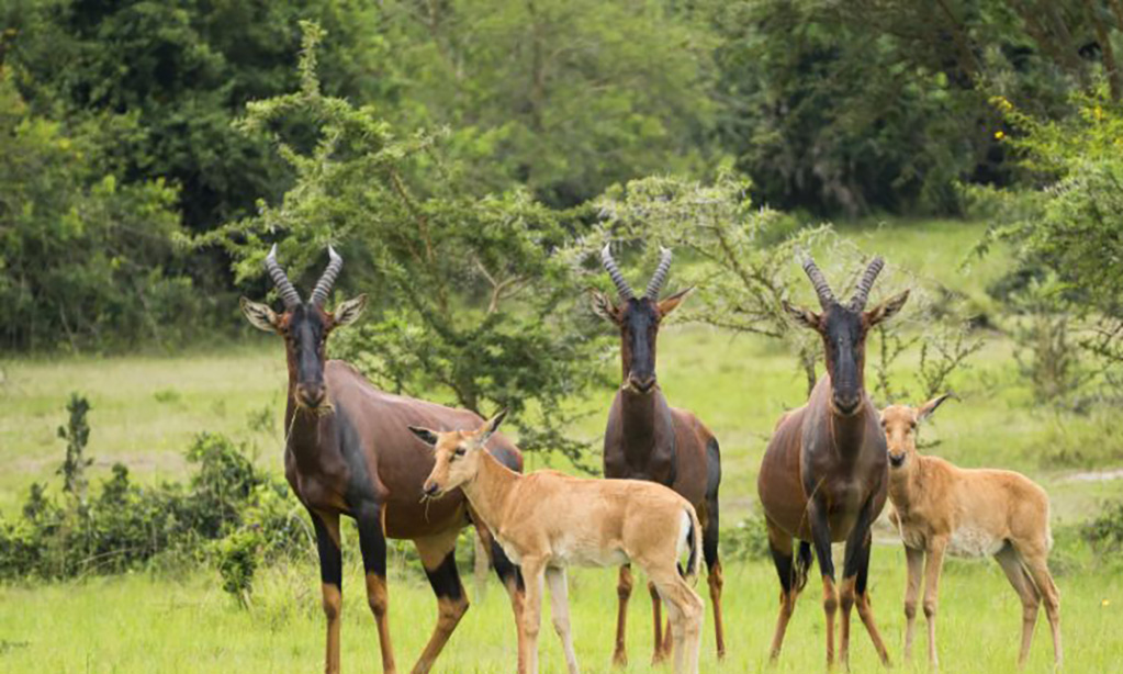 images-lake-mburo2343