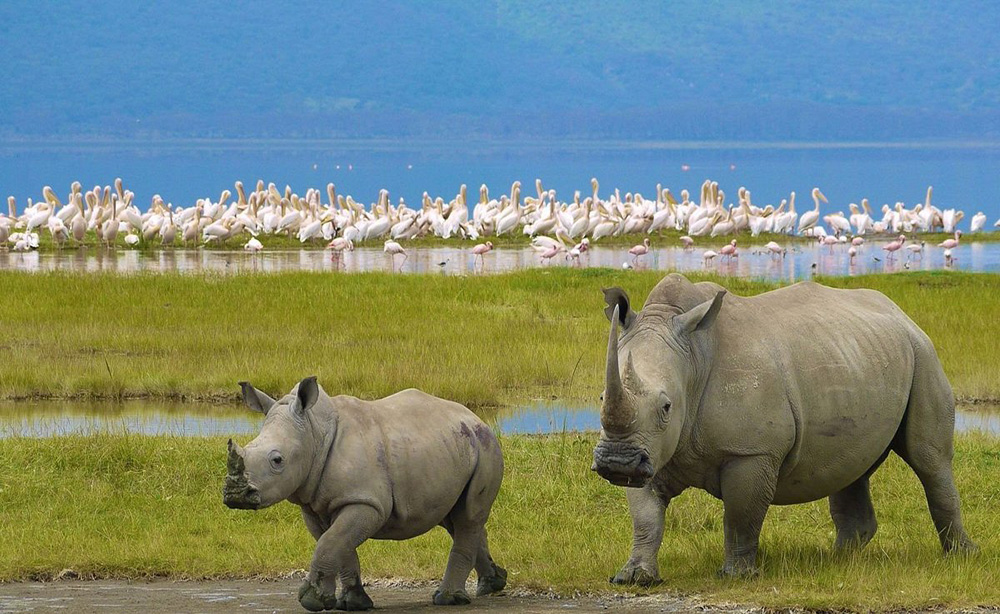 nakuru-national-park-1000x614